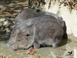 Tiergarten Schönbrunn am 03.10.2025